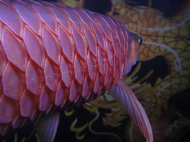 如何治療龍魚炸鱗？，龍魚炸鱗怎么治療 如何治療龍魚炸鱗？，龍魚炸鱗怎么治療 龍魚百科 第1張