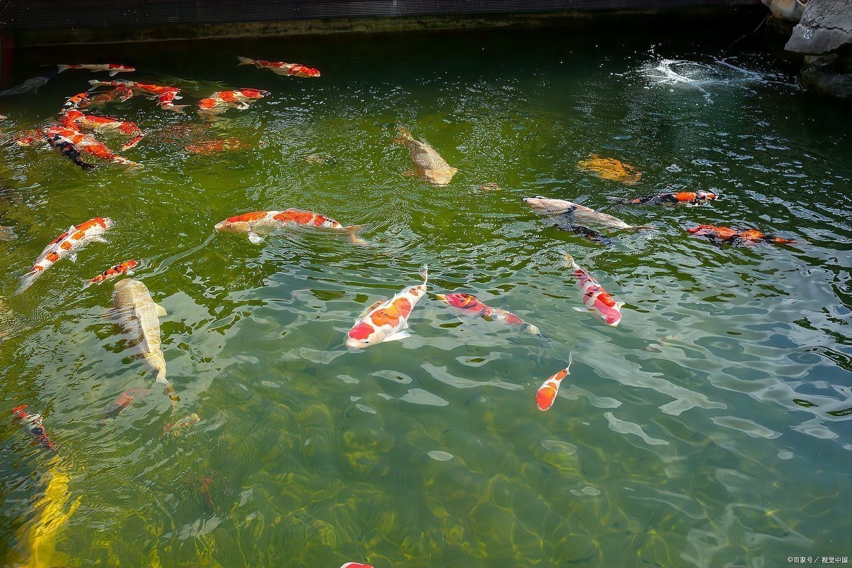 如何治療龍魚炸鱗？，龍魚炸鱗怎么治療 如何治療龍魚炸鱗？，龍魚炸鱗怎么治療 龍魚百科 第9張