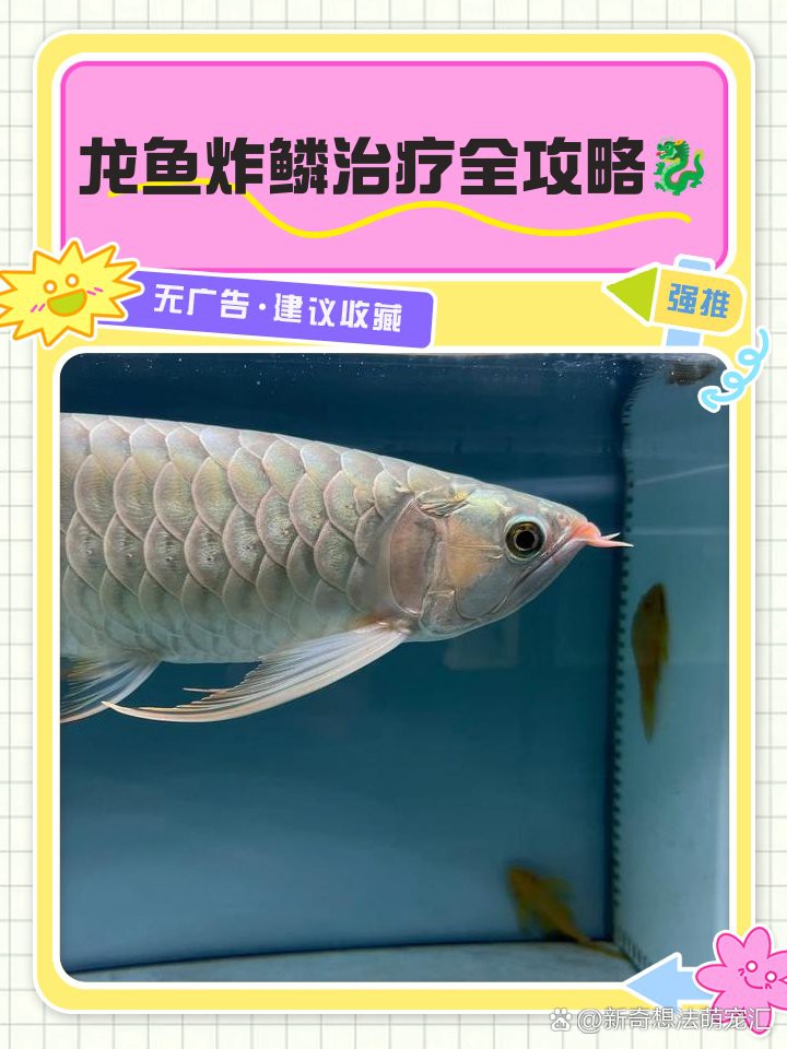 如何治療龍魚炸鱗？，龍魚炸鱗怎么治療 如何治療龍魚炸鱗？，龍魚炸鱗怎么治療 龍魚百科 第6張