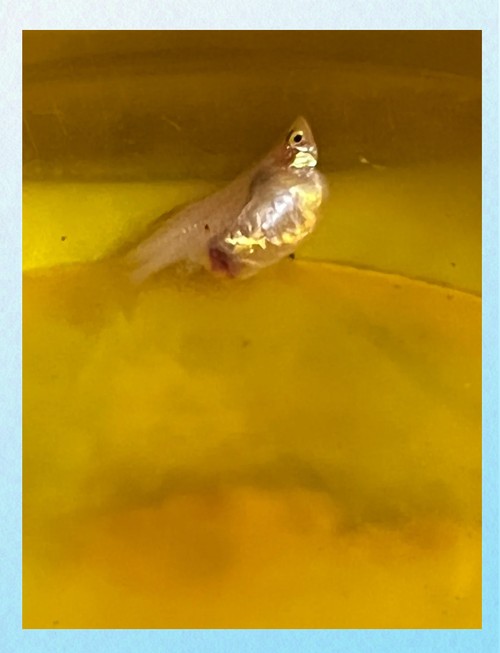 鳳尾魚圖片大全，“鳳尾魚圖片大全”匯集了多種形態與生態場景下的鳳尾魚視覺資料