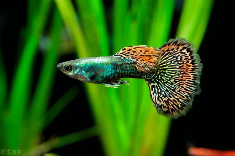 鳳尾魚圖片大全，“鳳尾魚圖片大全”匯集了多種形態與生態場景下的鳳尾魚視覺資料