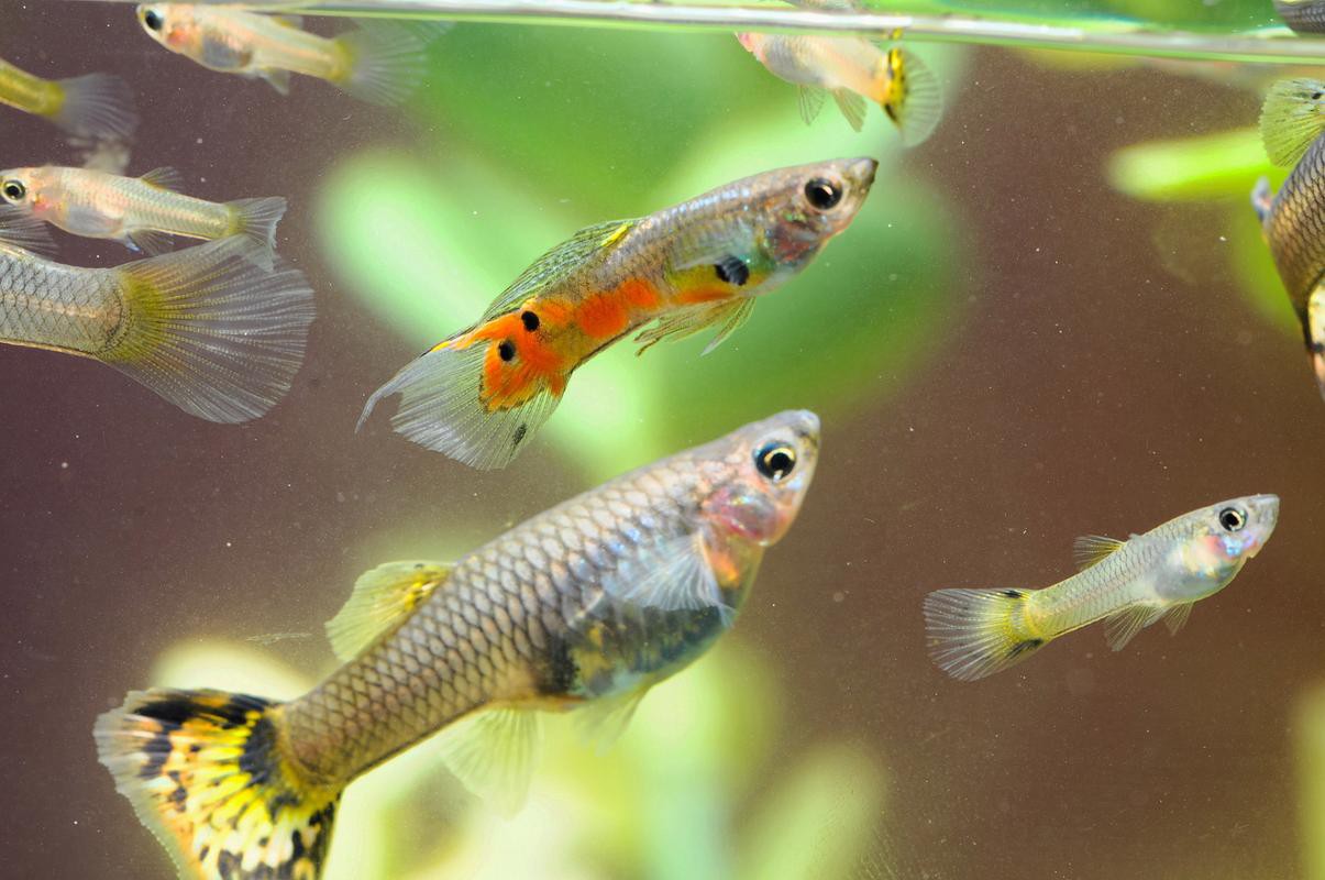 鳳尾魚圖片大全，“鳳尾魚圖片大全”匯集了多種形態與生態場景下的鳳尾魚視覺資料