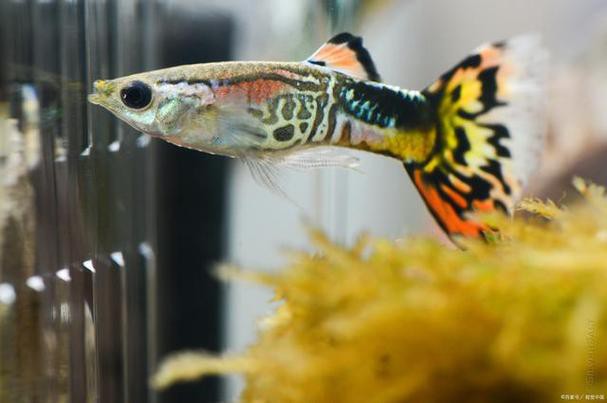 鳳尾魚圖片大全，“鳳尾魚圖片大全”匯集了多種形態與生態場景下的鳳尾魚視覺資料