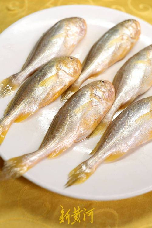 鳳尾魚圖片大全，“鳳尾魚圖片大全”匯集了多種形態與生態場景下的鳳尾魚視覺資料