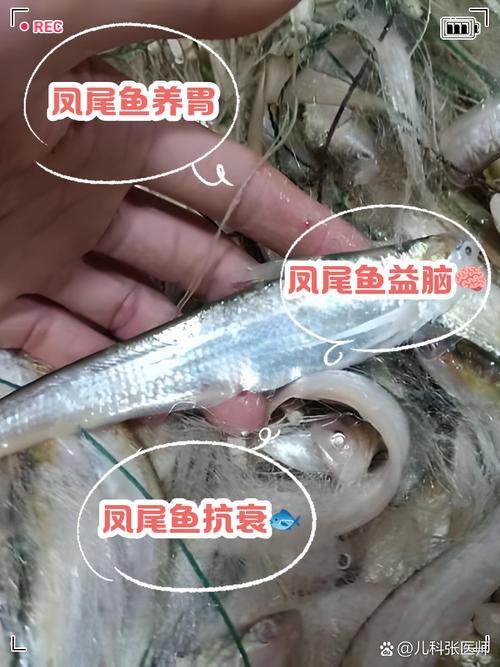 鳳尾魚圖片大全，“鳳尾魚圖片大全”匯集了多種形態與生態場景下的鳳尾魚視覺資料