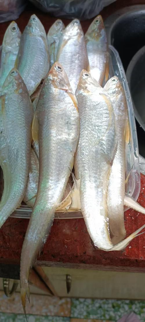 鳳尾魚圖片大全，“鳳尾魚圖片大全”匯集了多種形態與生態場景下的鳳尾魚視覺資料