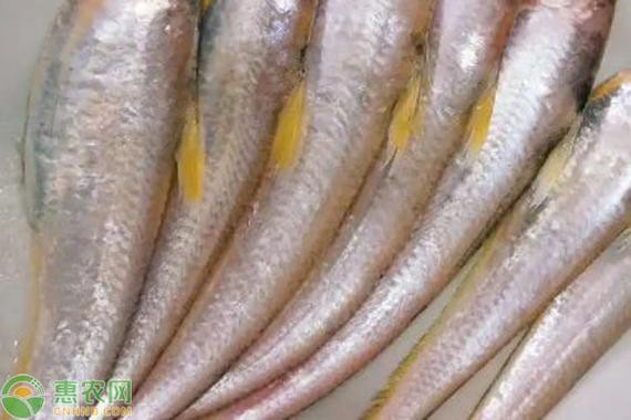 鳳尾魚圖片大全，“鳳尾魚圖片大全”匯集了多種形態與生態場景下的鳳尾魚視覺資料