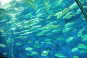 三峽水族店，三峽水族店哪家口碑最好 三峽水族店，三峽水族店哪家口碑最好 全國水族館企業名錄 第15張