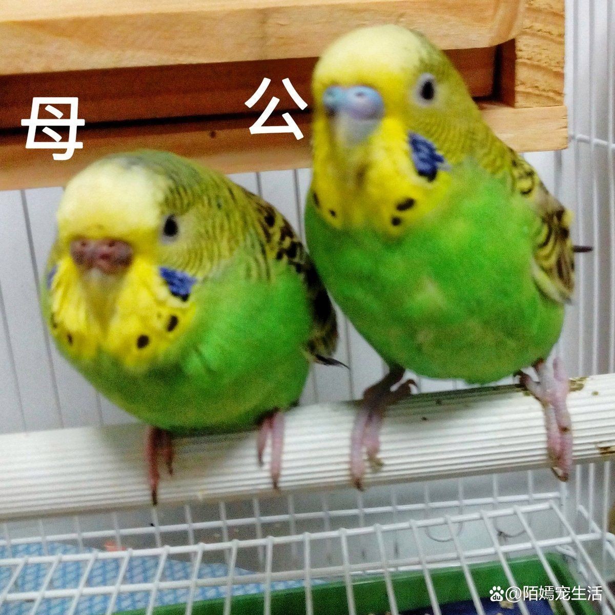 綠皮皇冠豹公母最簡單三個步驟，狗哥愛養寵，虎皮鸚鵡怎樣區分公母 綠皮皇冠豹公母最簡單三個步驟，狗哥愛養寵，虎皮鸚鵡怎樣區分公母 龍魚百科 第2張