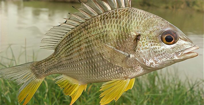 人工養(yǎng)殖海魚一覽表，人工養(yǎng)殖海魚養(yǎng)殖海魚產(chǎn)業(yè)全景解析：人工養(yǎng)殖海魚 人工養(yǎng)殖海魚一覽表，人工養(yǎng)殖海魚養(yǎng)殖海魚產(chǎn)業(yè)全景解析：人工養(yǎng)殖海魚 龍魚論壇 第6張