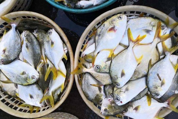人工養(yǎng)殖海魚一覽表，人工養(yǎng)殖海魚養(yǎng)殖海魚產(chǎn)業(yè)全景解析：人工養(yǎng)殖海魚 人工養(yǎng)殖海魚一覽表，人工養(yǎng)殖海魚養(yǎng)殖海魚產(chǎn)業(yè)全景解析：人工養(yǎng)殖海魚 龍魚論壇 第5張