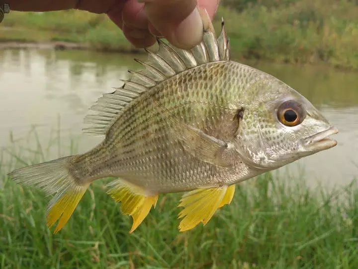 人工養(yǎng)殖海魚一覽表，人工養(yǎng)殖海魚養(yǎng)殖海魚產(chǎn)業(yè)全景解析：人工養(yǎng)殖海魚 人工養(yǎng)殖海魚一覽表，人工養(yǎng)殖海魚養(yǎng)殖海魚產(chǎn)業(yè)全景解析：人工養(yǎng)殖海魚 龍魚論壇 第7張