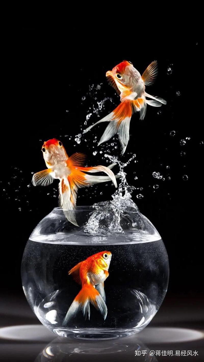 紅龍魚不能隨便養，《紅龍魚不能隨便養》飼養紅龍魚的風水禁忌、風水禁忌