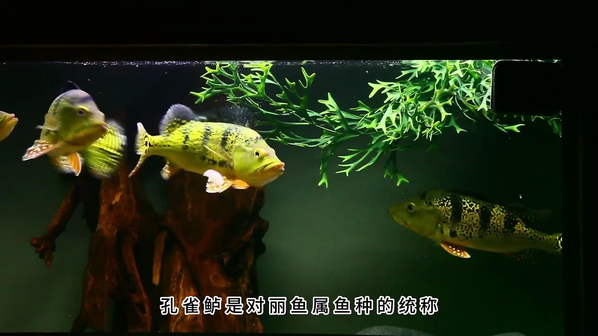 什么魚適合和龍魚一起養(yǎng)，適合與龍魚混養(yǎng)的魚類 什么魚適合和龍魚一起養(yǎng)，適合與龍魚混養(yǎng)的魚類 龍魚論壇 第3張