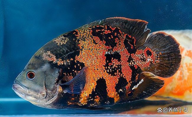 如何判斷黑鱗龍魚是否認(rèn)主人？，如何訓(xùn)練黑鱗龍魚認(rèn)主人？ 如何判斷黑鱗龍魚是否認(rèn)主人？，如何訓(xùn)練黑鱗龍魚認(rèn)主人？ 龍魚百科 第2張