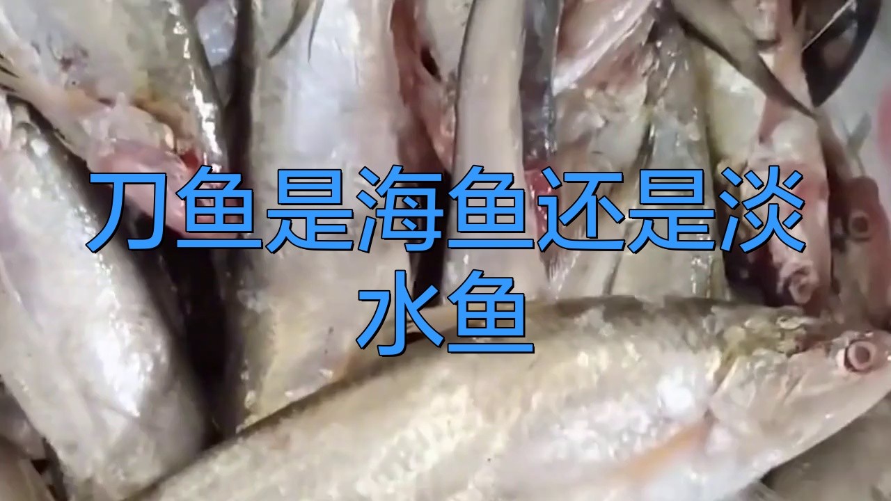 刀魚分為哪幾種，刀魚主要分為江刀、湖刀、湖刀（河刀魚）和海刀三大類 刀魚分為哪幾種，刀魚主要分為江刀、湖刀、湖刀（河刀魚）和海刀三大類 龍魚論壇 第3張