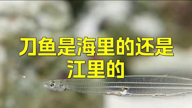刀魚分為哪幾種，刀魚主要分為江刀、湖刀、湖刀（河刀魚）和海刀三大類 刀魚分為哪幾種，刀魚主要分為江刀、湖刀、湖刀（河刀魚）和海刀三大類 龍魚論壇 第2張