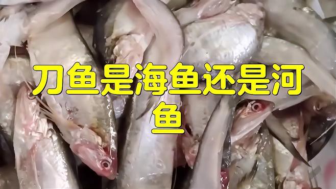 刀魚分為哪幾種，刀魚主要分為江刀、湖刀、湖刀（河刀魚）和海刀三大類 刀魚分為哪幾種，刀魚主要分為江刀、湖刀、湖刀（河刀魚）和海刀三大類 龍魚論壇 第4張