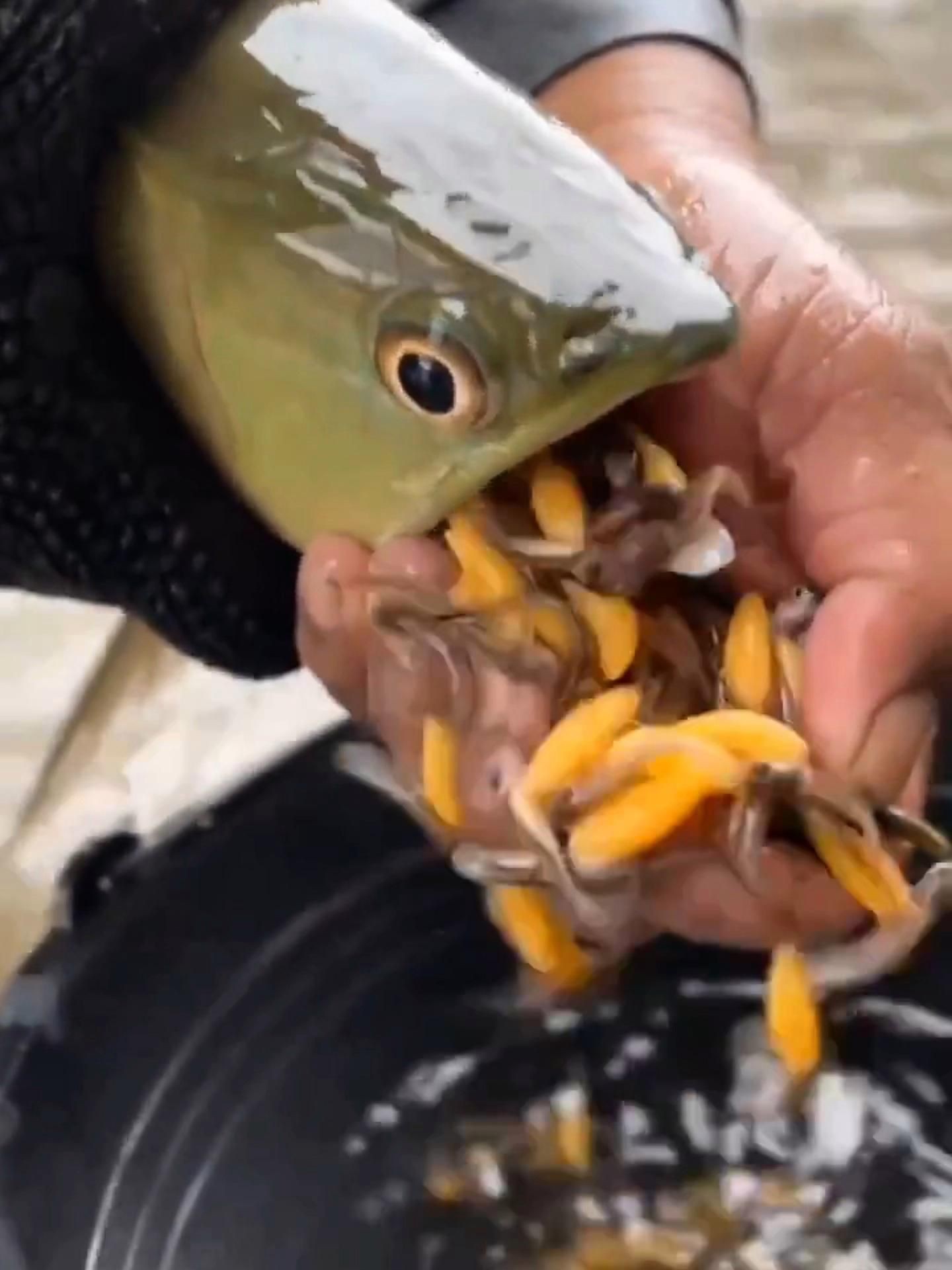 紅龍魚吃小魚會咬人嗎？，紅龍魚吃小魚會咬人嗎:龍魚性格與混養技巧全解析