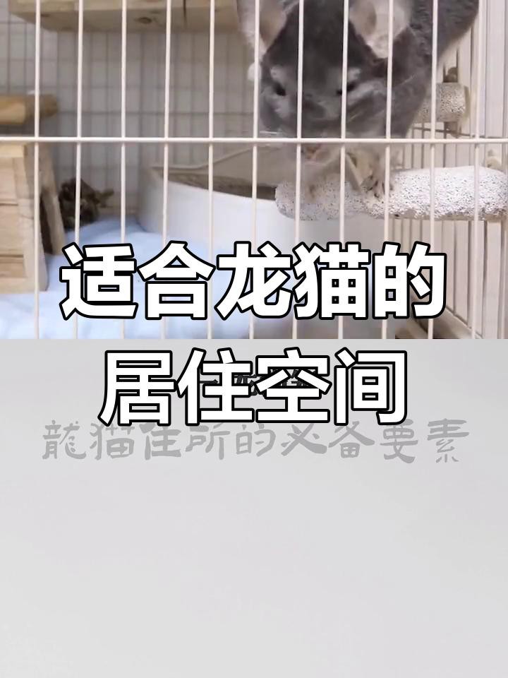 如何選擇適合龍貓的籠子？，養龍貓需要用到哪些用品嗶哩嗶哩嗶哩嗶哩嗶哩嗶哩