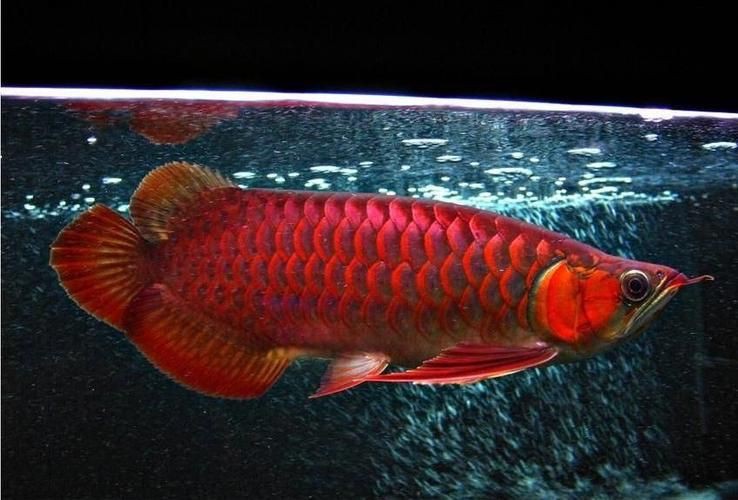 紅龍魚品相圖解示例，《紅龍魚品相圖解示例》