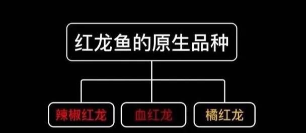 紅龍魚品相圖解示例，《紅龍魚品相圖解示例》