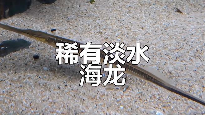 哪種龍更適合作為寵物魚？，5種超好養(yǎng)的水生寵物推薦瘦貓山下的山風逆襲了編輯