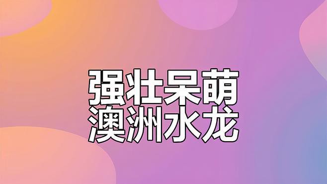 哪種龍更適合作為寵物魚？，5種超好養(yǎng)的水生寵物推薦瘦貓山下的山風逆襲了編輯