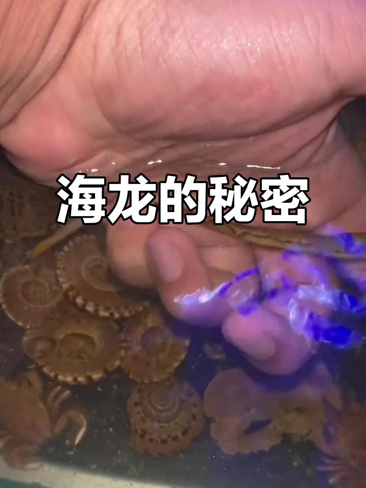 哪種龍更適合作為寵物魚？，5種超好養(yǎng)的水生寵物推薦瘦貓山下的山風逆襲了編輯
