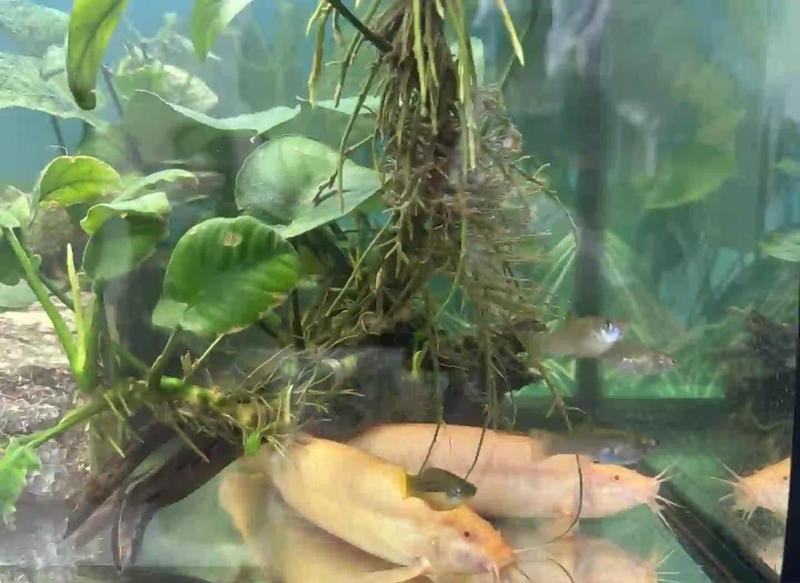 哪種龍更適合作為寵物魚？，5種超好養(yǎng)的水生寵物推薦瘦貓山下的山風逆襲了編輯