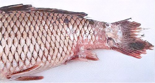 如何判斷金龍魚爛尾是否嚴重？，判斷金龍魚爛尾是否嚴重需綜合觀察其癥狀與潛在誘因