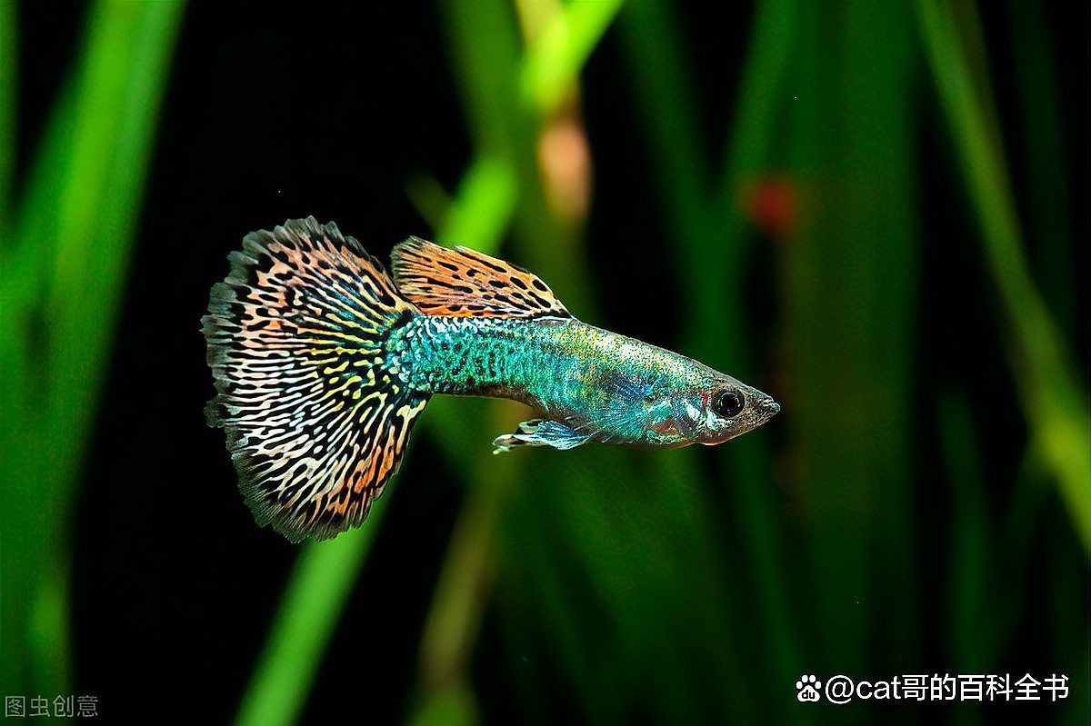 孔雀魚是陰氣最重的魚嗎，孔雀魚是“陰氣最重的魚”嗎？