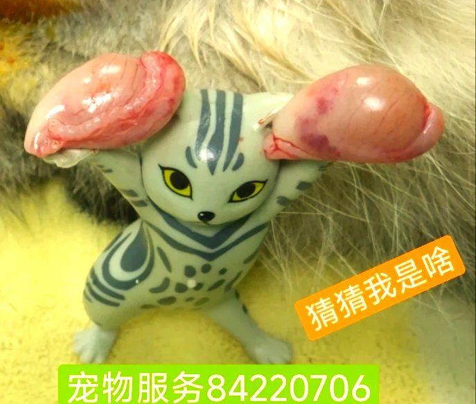 孔雀魚是陰氣最重的魚嗎，孔雀魚是“陰氣最重的魚”嗎？