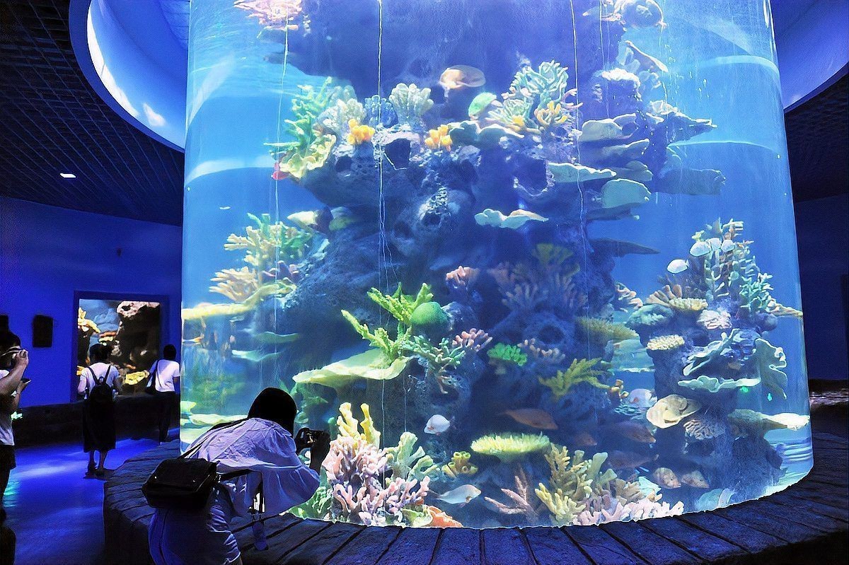 孔雀魚是陰氣最重的魚嗎，孔雀魚是“陰氣最重的魚”嗎？