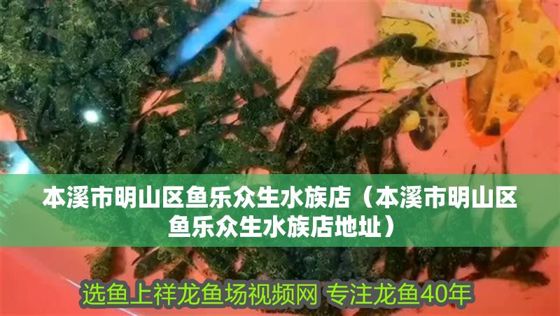 本溪水族店，本溪市<strong><mark>明山</mark></strong>區魚樂眾生水族店