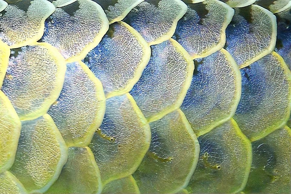 如何判斷龍魚黑鱗立鱗的嚴重程度？，西風落郵閑,龍魚要“爆炸”了!看得起雞皮疙瘩——松鱗病這么可怕!