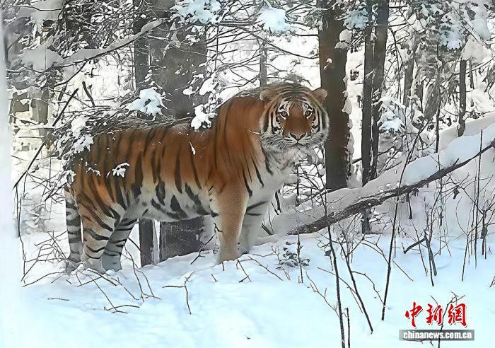 全球野生老虎數(shù)量統(tǒng)計(jì)，全球老虎保護(hù)現(xiàn)狀與未來