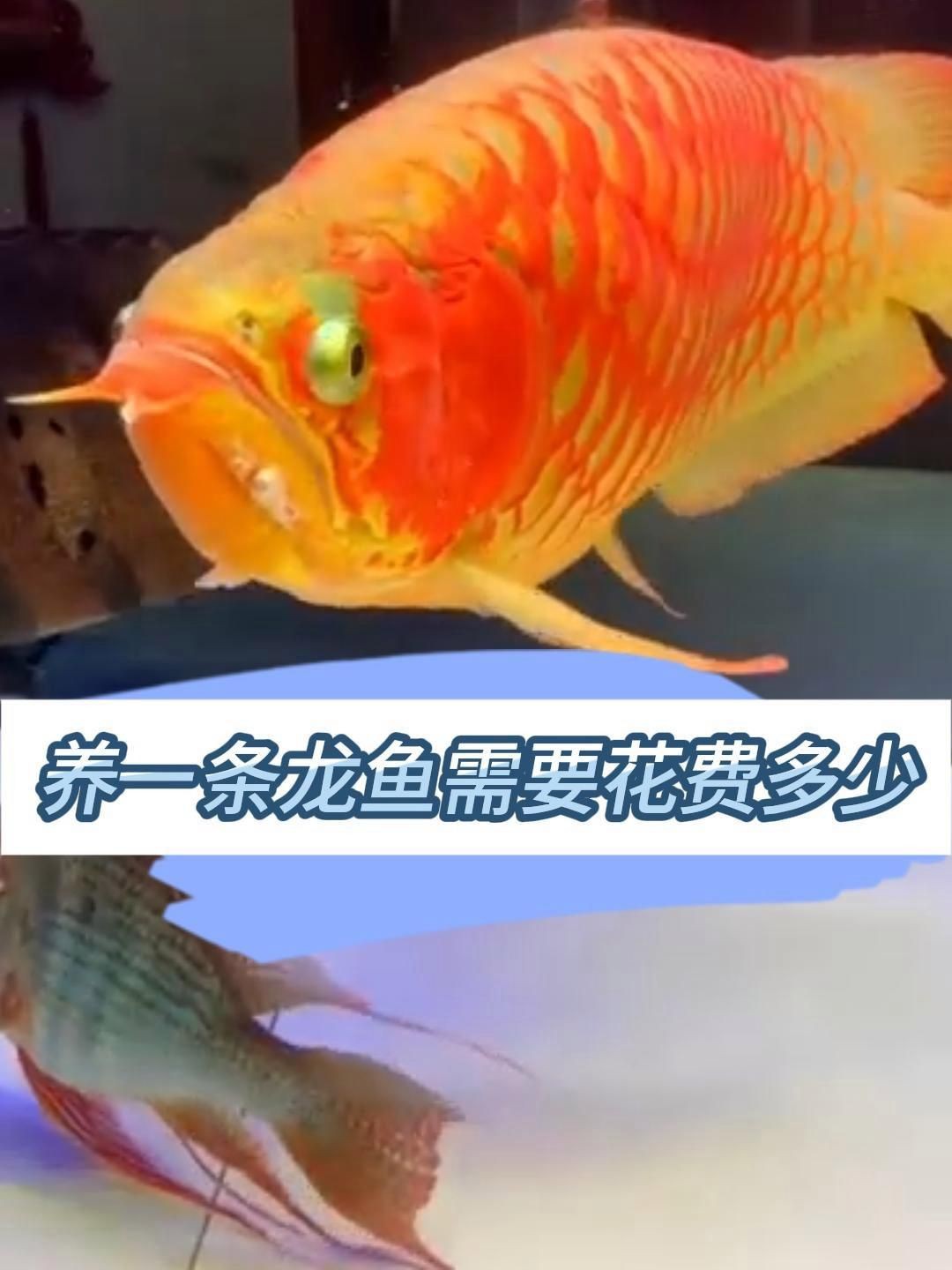 紅龍魚一般人養得起嗎，《紅龍魚一般人養得起嗎》
