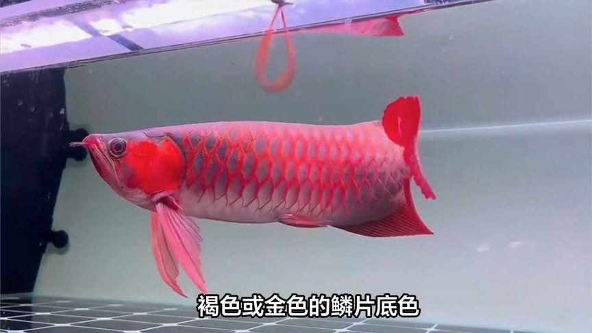 紅龍魚有幾個品種，如何區分紅龍魚品種