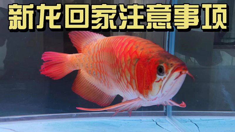 玉龍龍魚店，麗江玉龍龍魚店