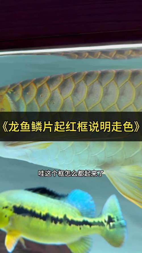 紅龍魚發(fā)色鱗框的圖解，淡水觀賞魚紅龍魚鱗框發(fā)色特征圖解及發(fā)色階段解析