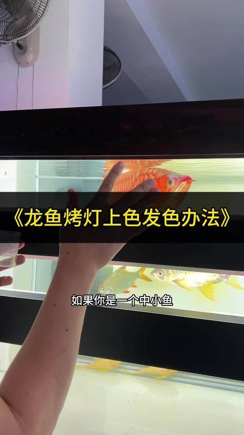 紅龍魚發(fā)色鱗框的圖解，淡水觀賞魚紅龍魚鱗框發(fā)色特征圖解及發(fā)色階段解析