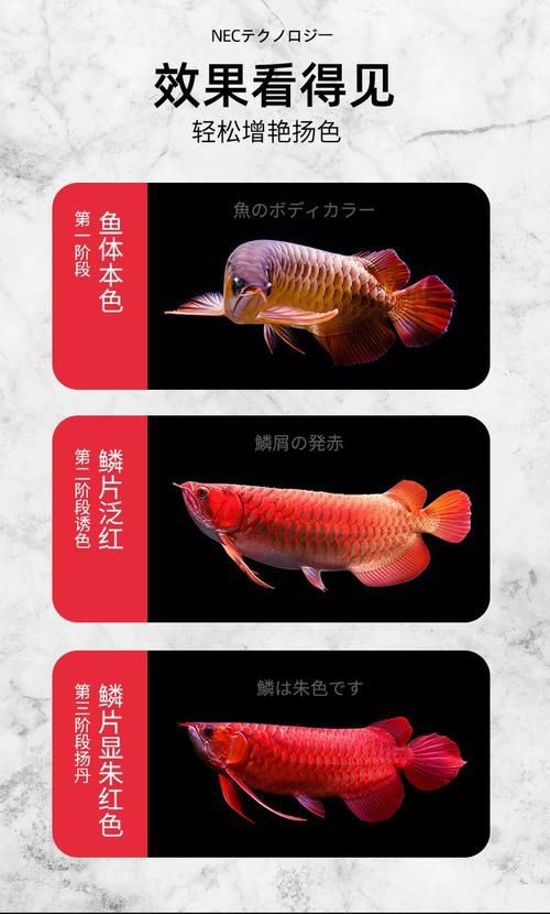 紅龍魚發(fā)色鱗框的圖解，淡水觀賞魚紅龍魚鱗框發(fā)色特征圖解及發(fā)色階段解析