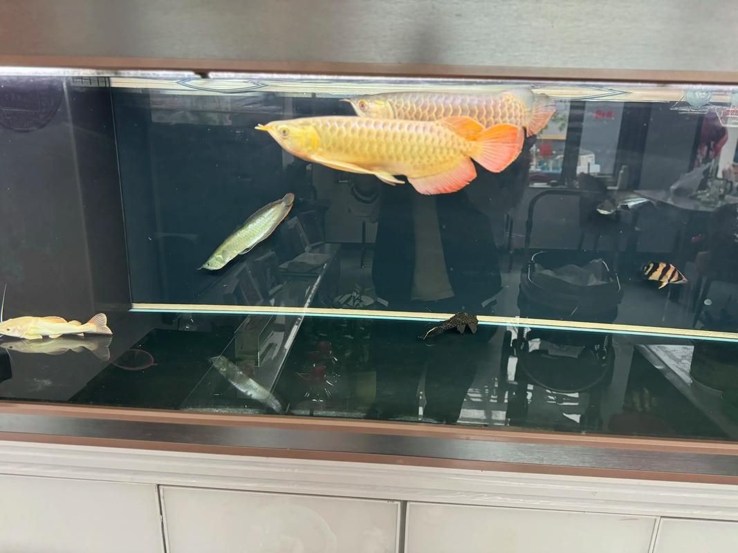 紅龍魚發(fā)色鱗框的圖解，淡水觀賞魚紅龍魚鱗框發(fā)色特征圖解及發(fā)色階段解析