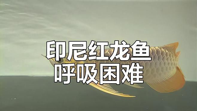 如何判斷龍魚(yú)呼吸急促的病因？，龍魚(yú)呼吸急促的原因及應(yīng)對(duì)方法
