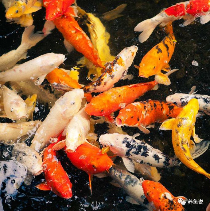 如何判斷龍魚呼吸急促的病因？，龍魚呼吸急促的原因及應(yīng)對(duì)方法