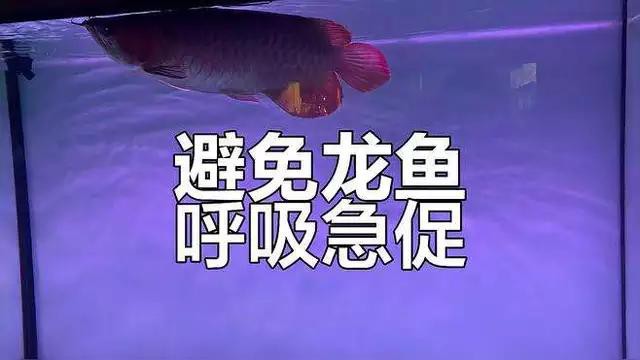 如何判斷龍魚(yú)呼吸急促的病因？，龍魚(yú)呼吸急促的原因及應(yīng)對(duì)方法
