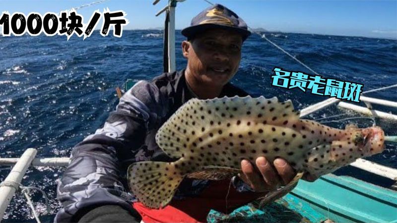 東星斑貴還是老鼠斑貴，東星斑和東星斑哪個(gè)最貴，哪種石斑魚(yú)最貴，哪種最貴