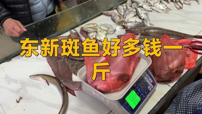 東星斑貴還是老鼠斑貴，東星斑和東星斑哪個(gè)最貴，哪種石斑魚(yú)最貴，哪種最貴