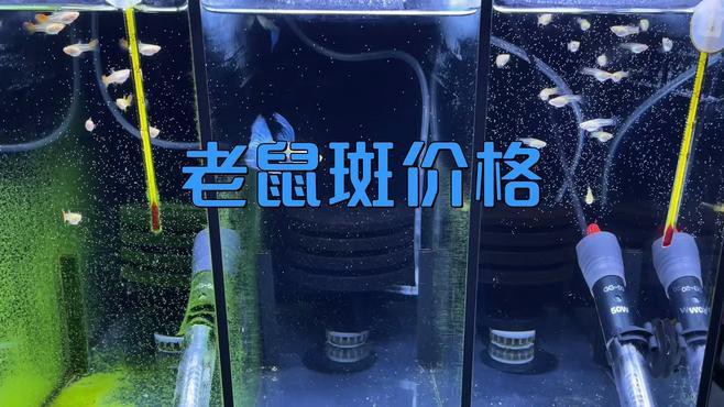 東星斑貴還是老鼠斑貴，東星斑和東星斑哪個(gè)最貴，哪種石斑魚(yú)最貴，哪種最貴